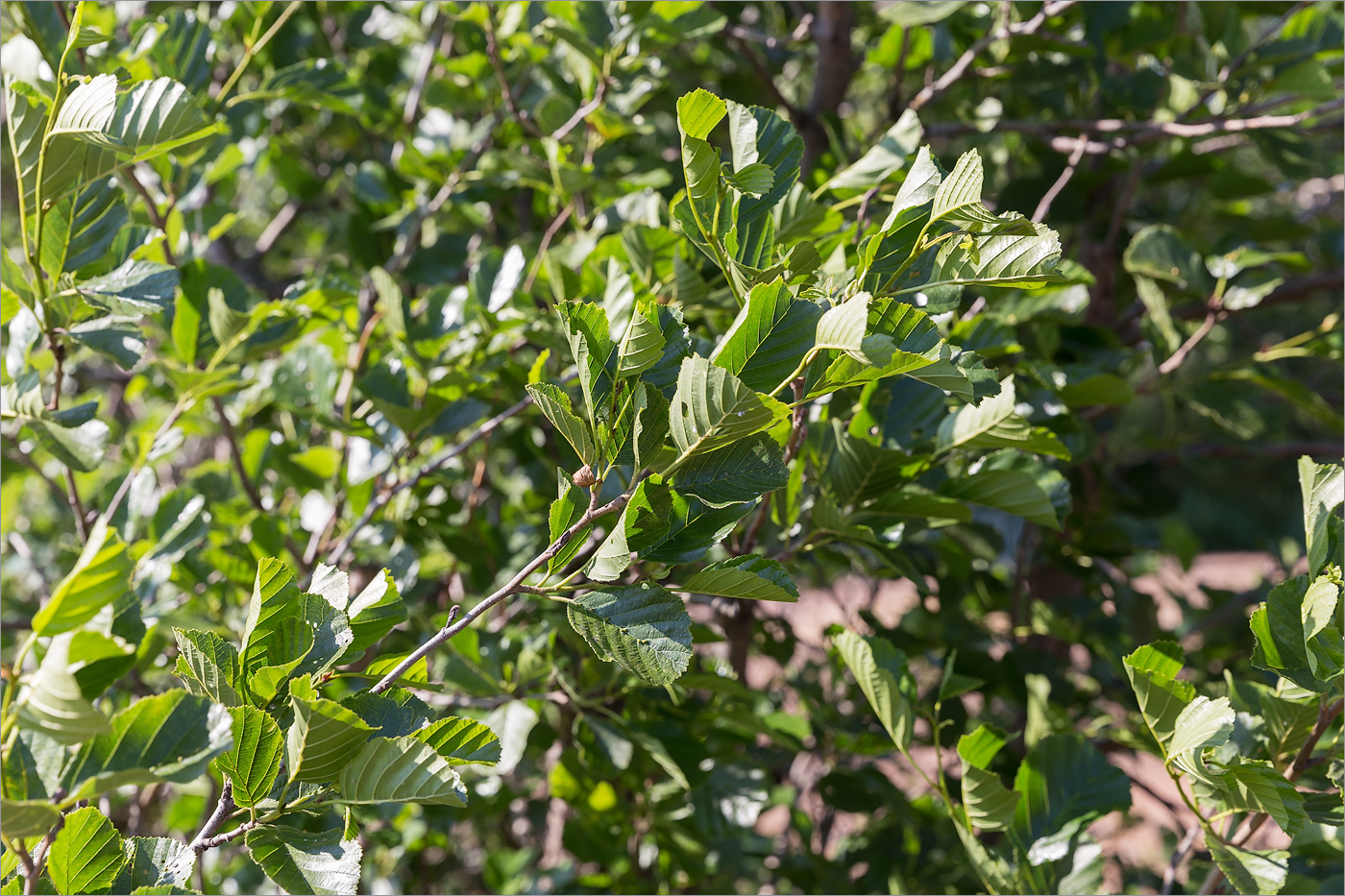 Изображение особи Alnus glutinosa.