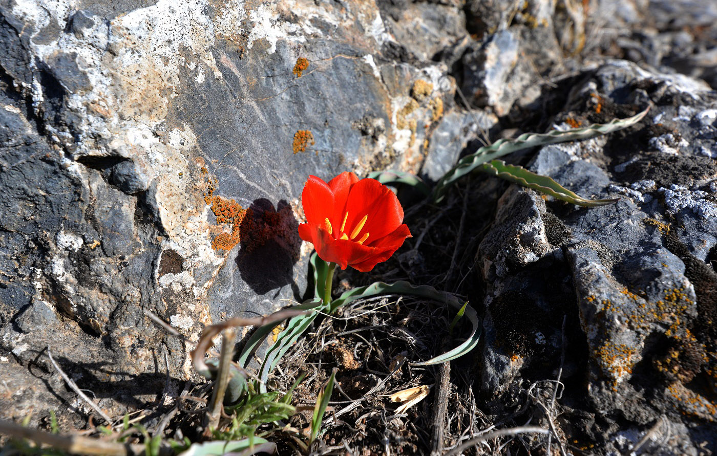 Изображение особи Tulipa korolkowii.