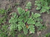 Erodium ciconium