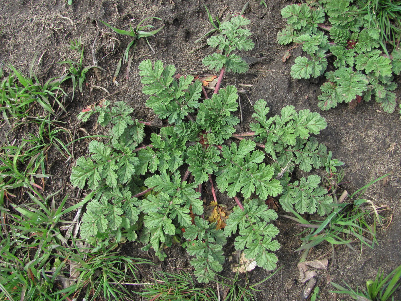 Изображение особи Erodium ciconium.