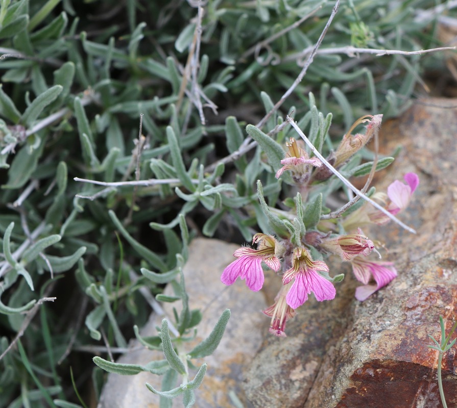 Image of Ajuga chamaecistus specimen.