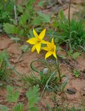 Tulipa biebersteiniana. Цветущие растения. Калмыкия, Яшкульский р-н, окр. пос. Яшкуль, степь. 18.04.2021.