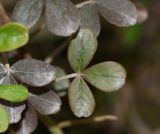 genus Oxalis