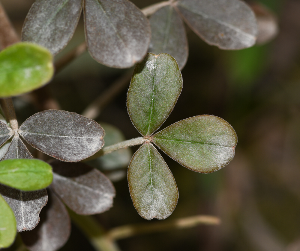 Изображение особи род Oxalis.