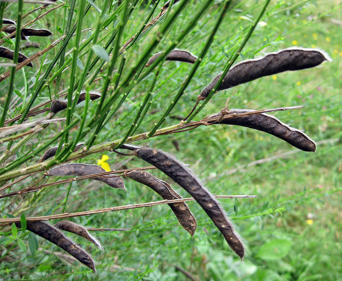 Изображение особи Sarothamnus scoparius.