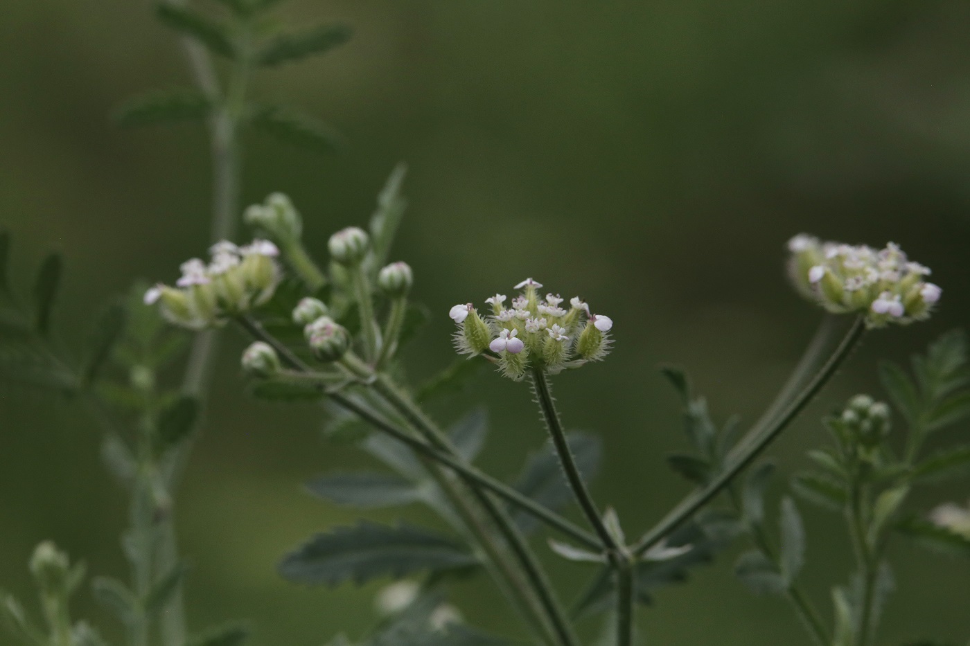 Изображение особи Turgenia latifolia.