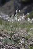 Anthericum liliago