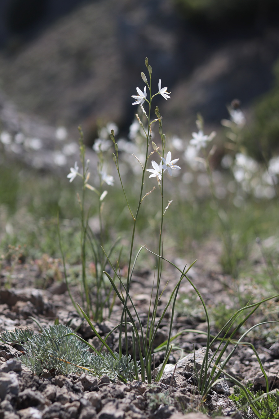 Image of Anthericum liliago specimen.