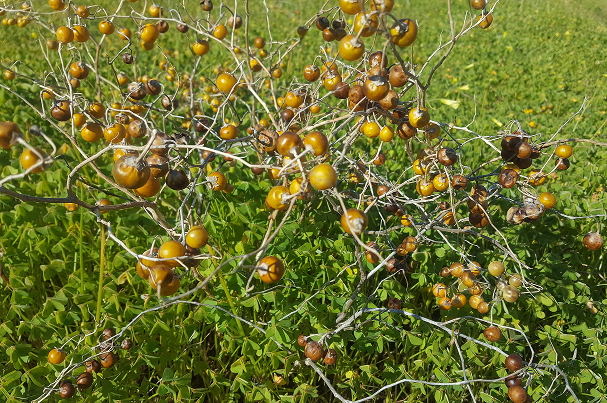 Изображение особи Solanum elaeagnifolium.