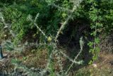 Carthamus lanatus