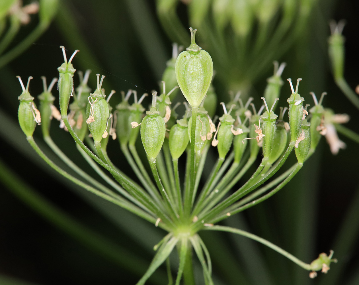 Изображение особи Heracleum sommieri.