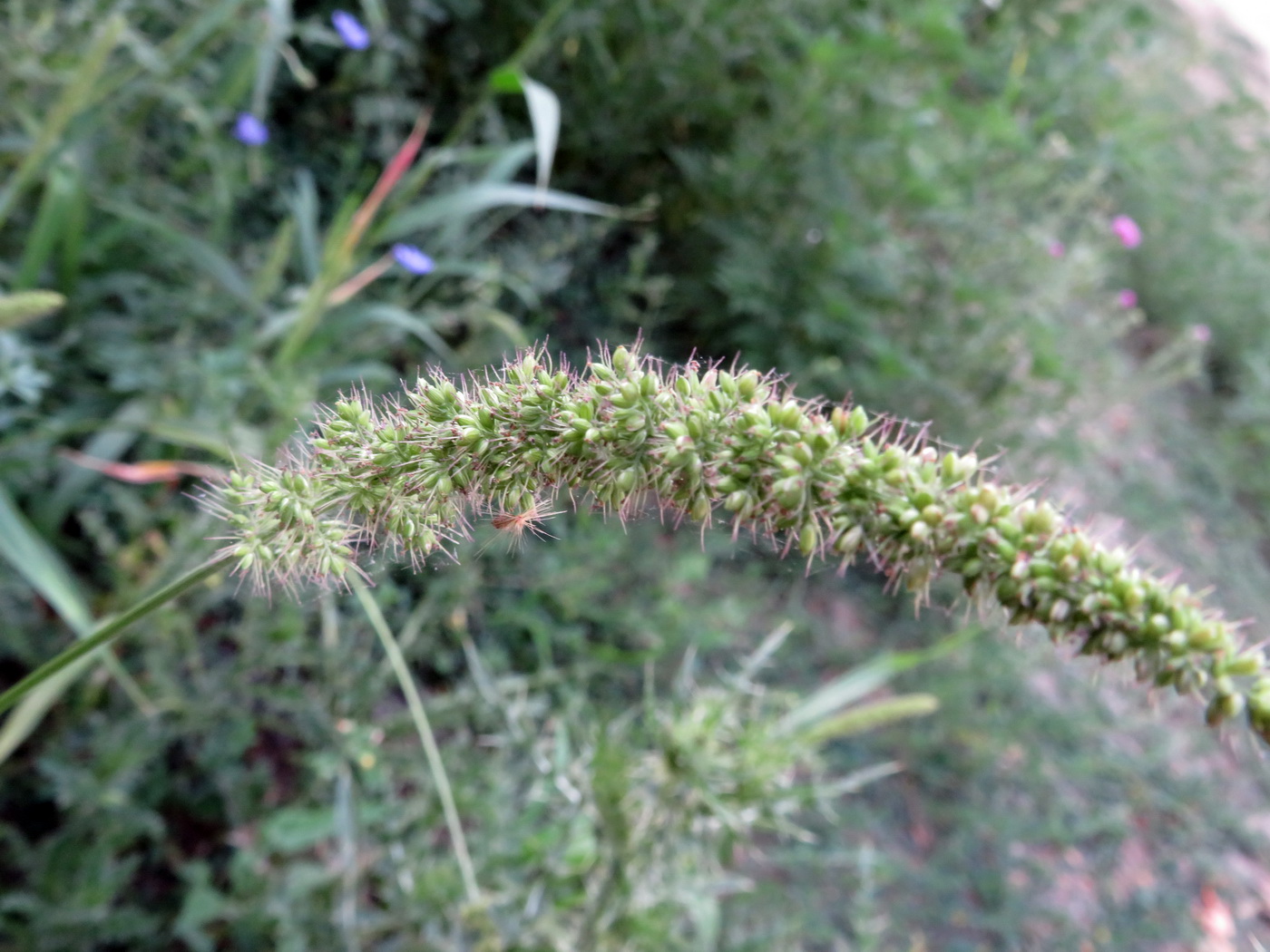 Image of Setaria verticillata specimen.