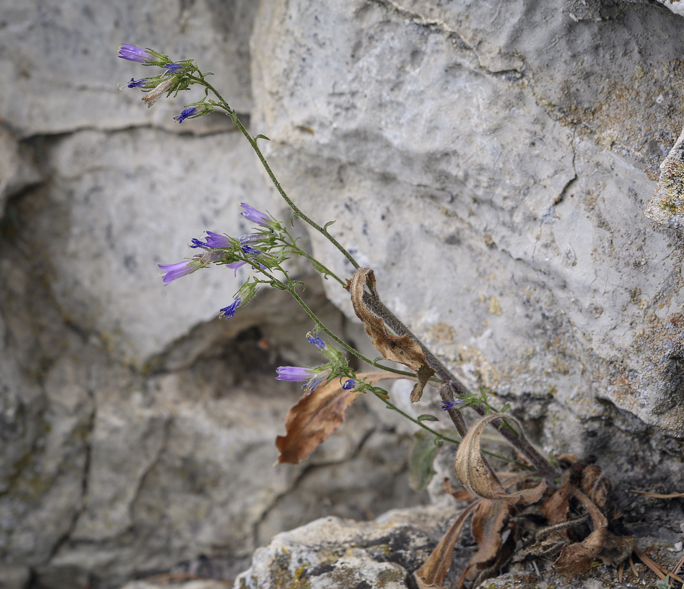 Image of Campanula sibirica specimen.