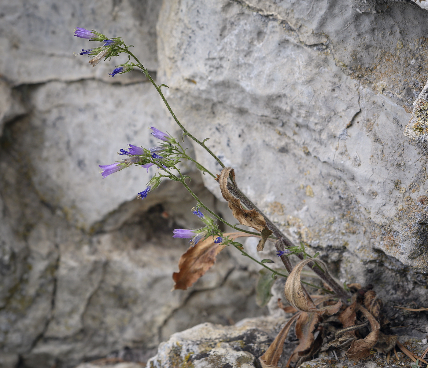 Изображение особи Campanula sibirica.