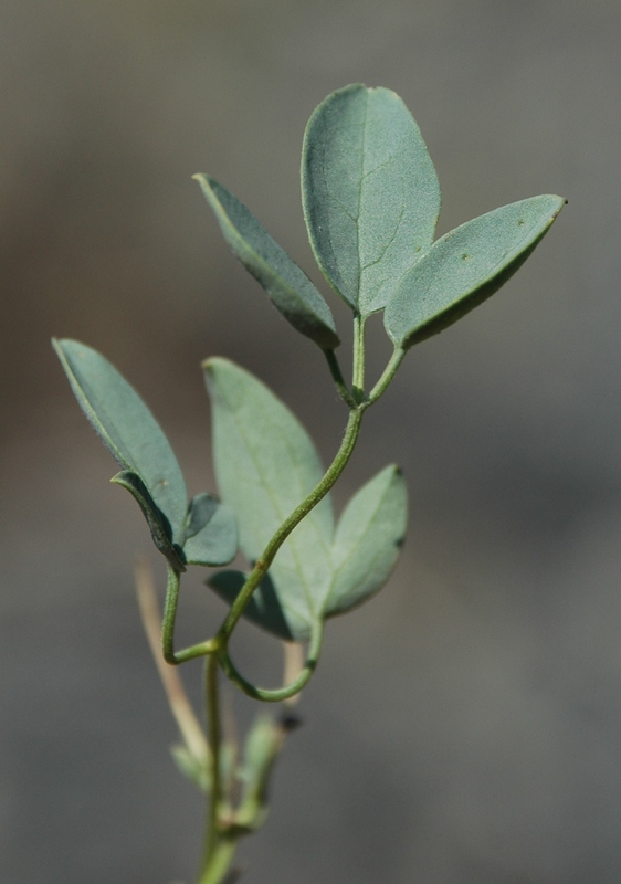 Изображение особи Clematis glauca.