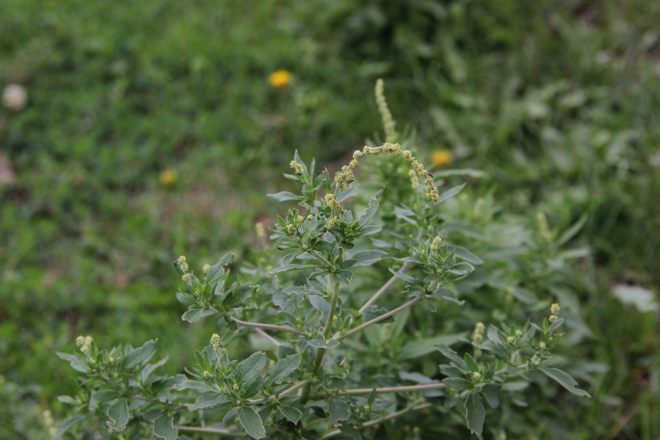 Image of Axyris prostrata specimen.