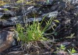 Carex capillaris. Плодоносящее растение. Мурманская обл., п-в Рыбачий, каменистый берег р. Скорбеевская вблизи водопада. 29.07.2020.