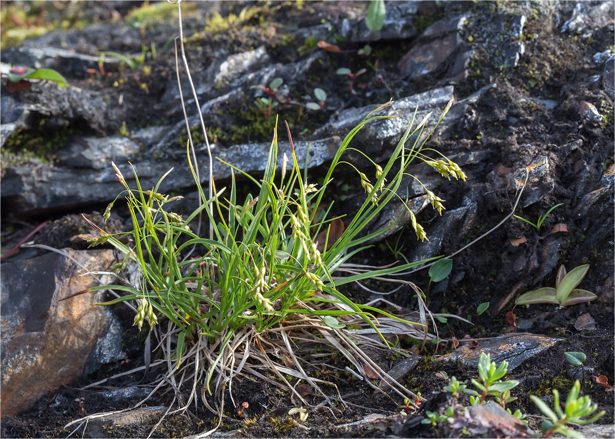 Image of Carex capillaris specimen.