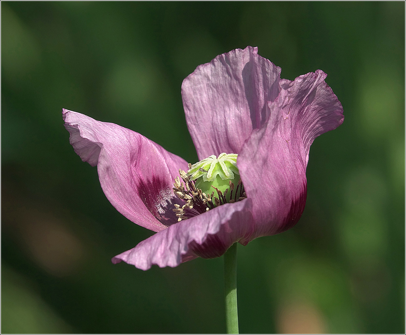 Image of Papaver somniferum specimen.