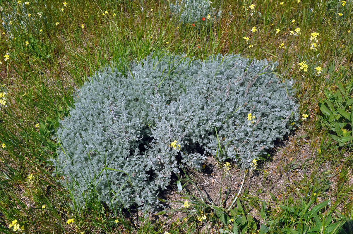 Image of genus Artemisia specimen.