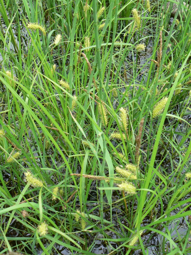 Image of Carex vesicata specimen.