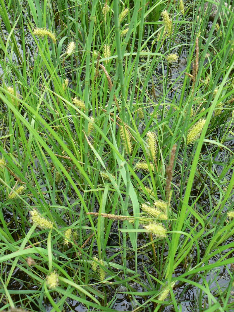 Изображение особи Carex vesicata.