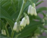 Polygonatum multiflorum