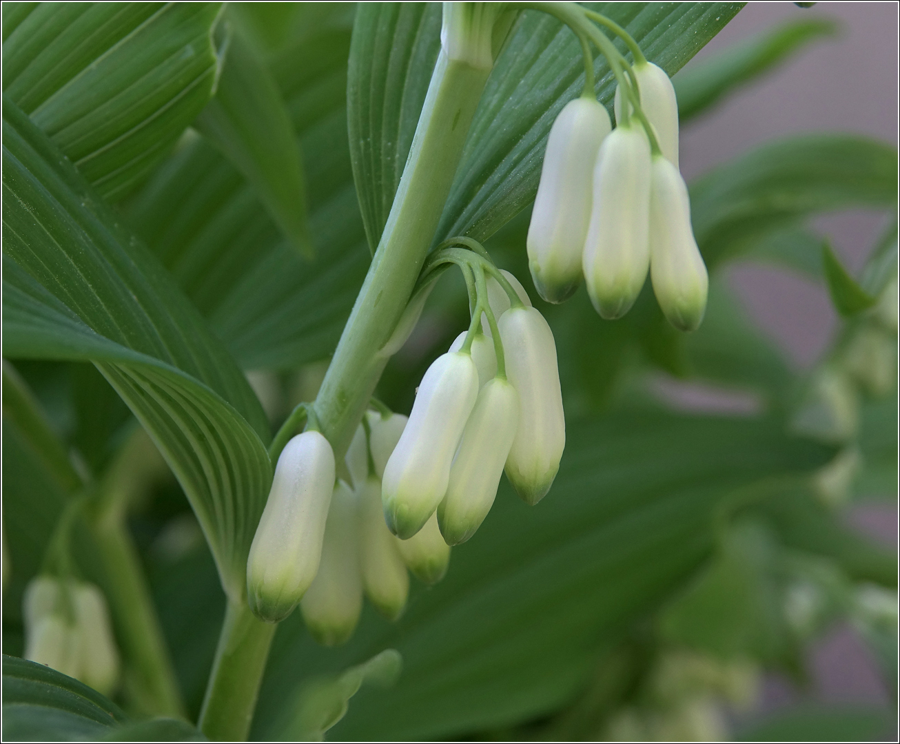 Image of Polygonatum multiflorum specimen.