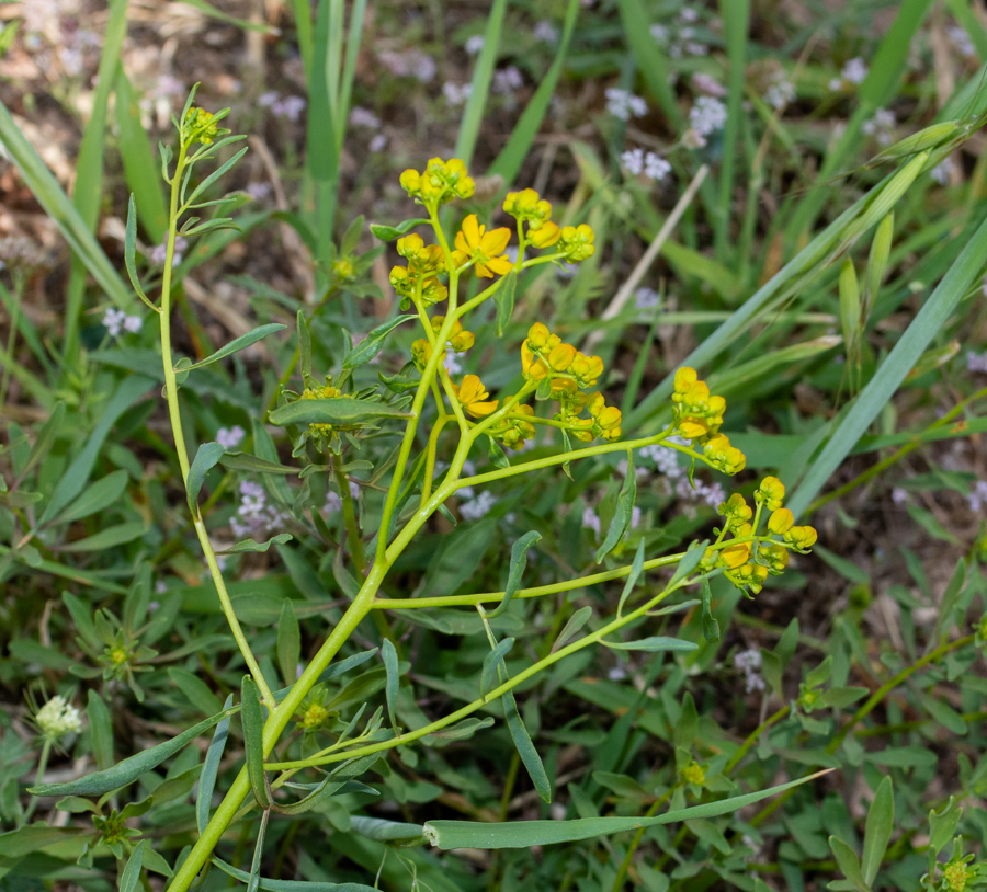 Image of Haplophyllum buxbaumii specimen.