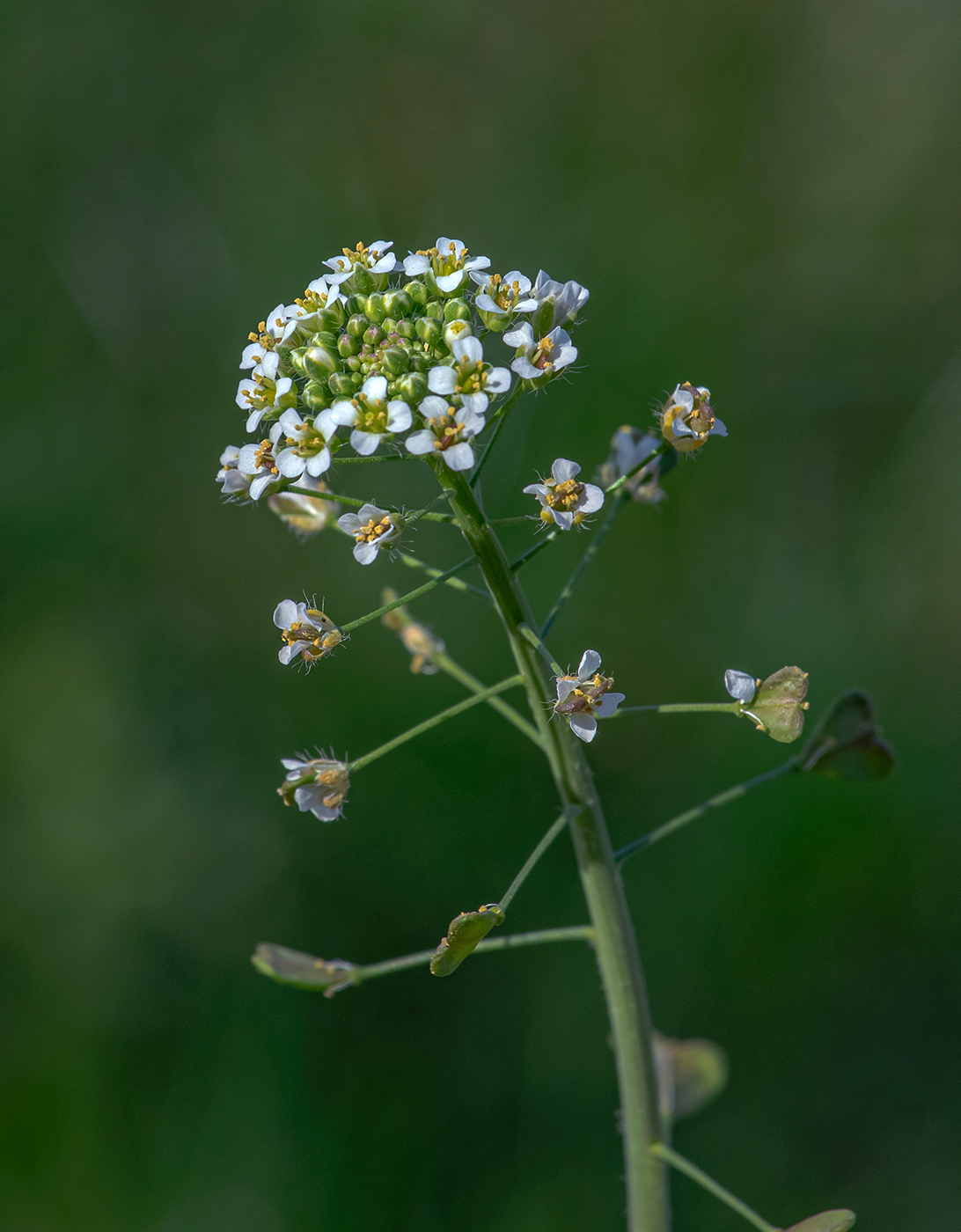 Image of Capsella bursa-pastoris specimen.