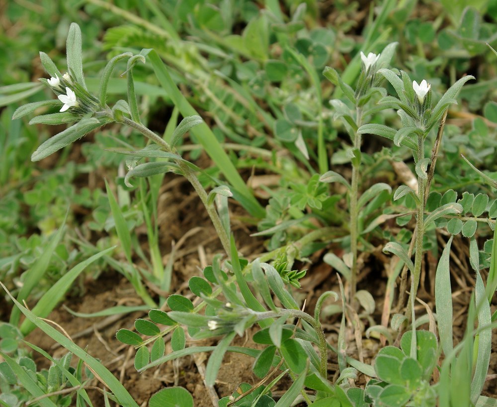 Image of Buglossoides arvensis specimen.