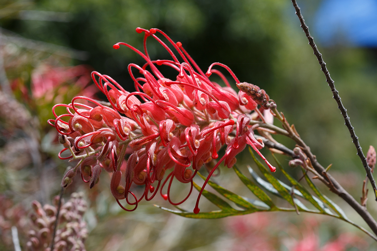 Изображение особи род Grevillea.