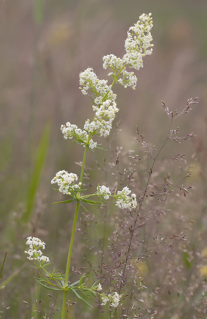 Image of Galium album specimen.