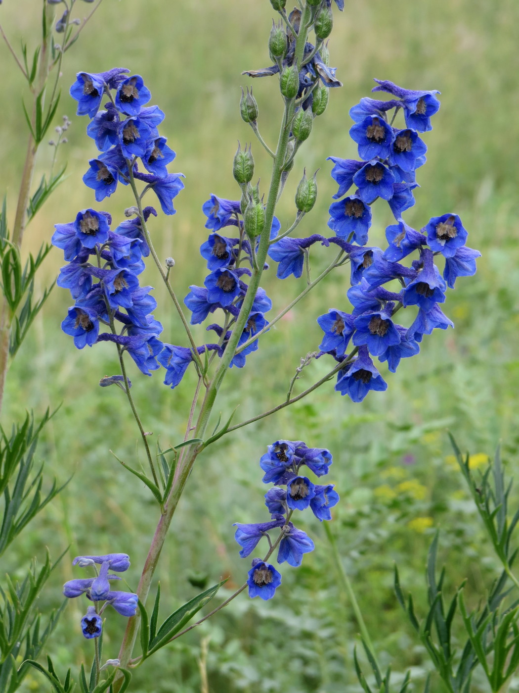 Image of Delphinium cyananthum specimen.