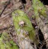 Echinocereus berlandieri