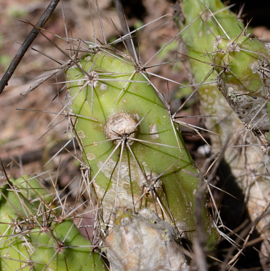 Image of Echinocereus berlandieri specimen.