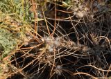 genus Astracantha