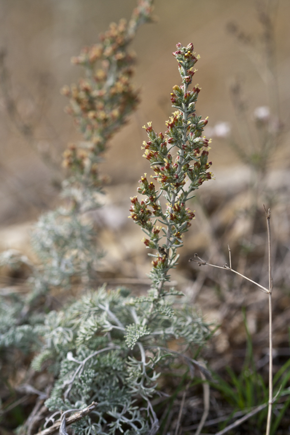Изображение особи Artemisia lercheana.