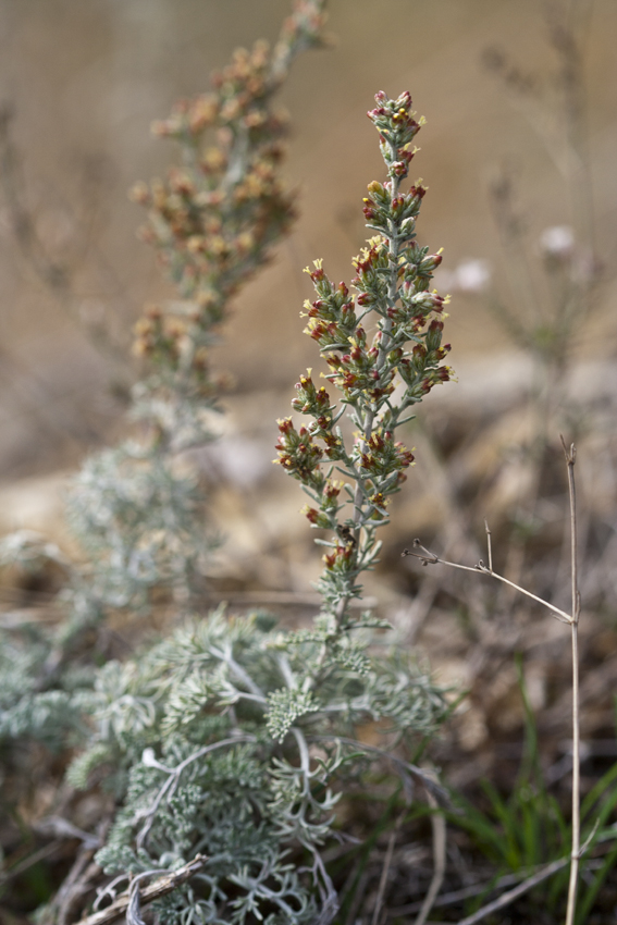 Image of Artemisia lercheana specimen.