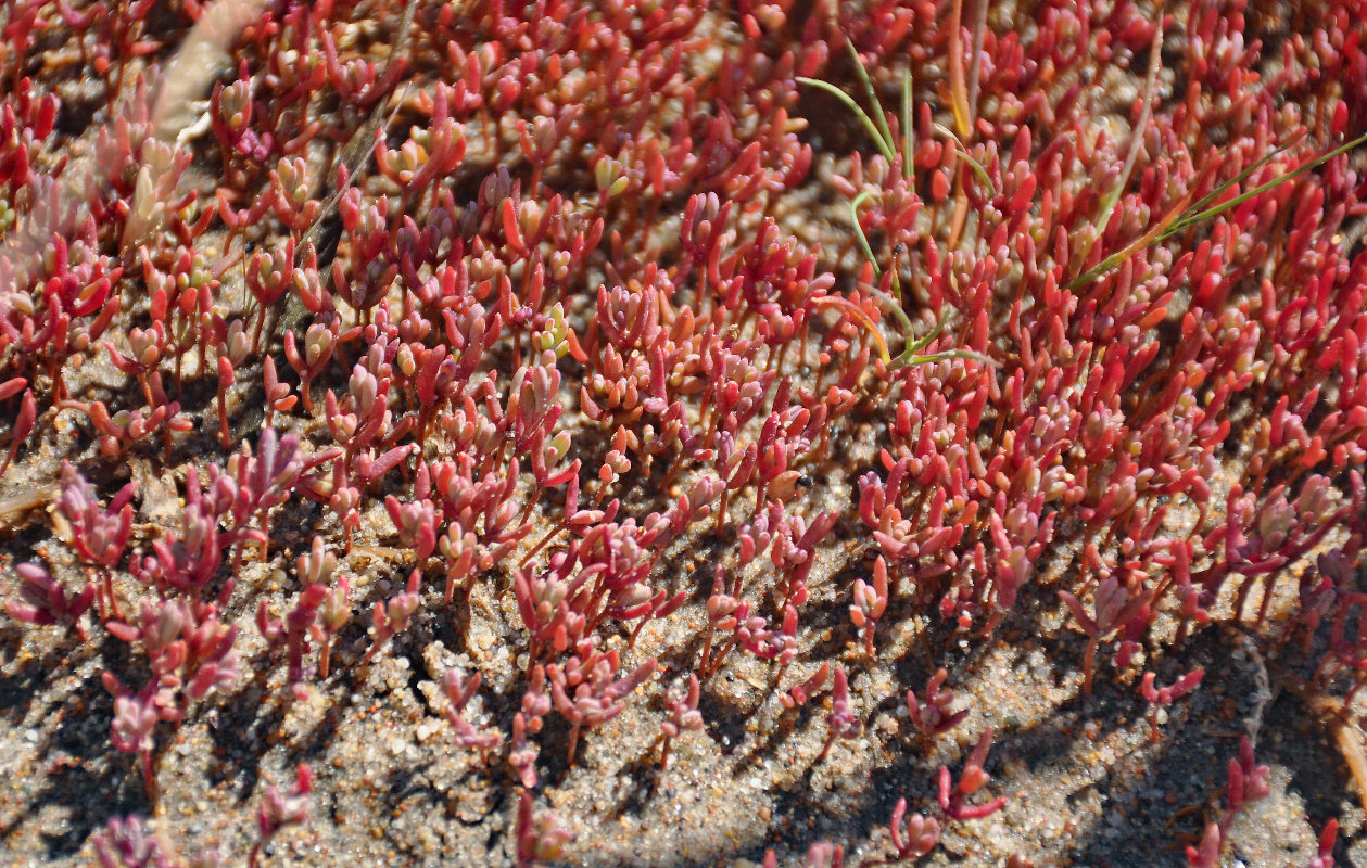 Изображение особи семейство Chenopodiaceae.