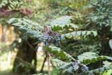 Mahonia japonica. Верхушка плодоносящего растения. Абхазия, г. Сухум, Сухумский ботанический сад, в культуре. 14.05.2021.