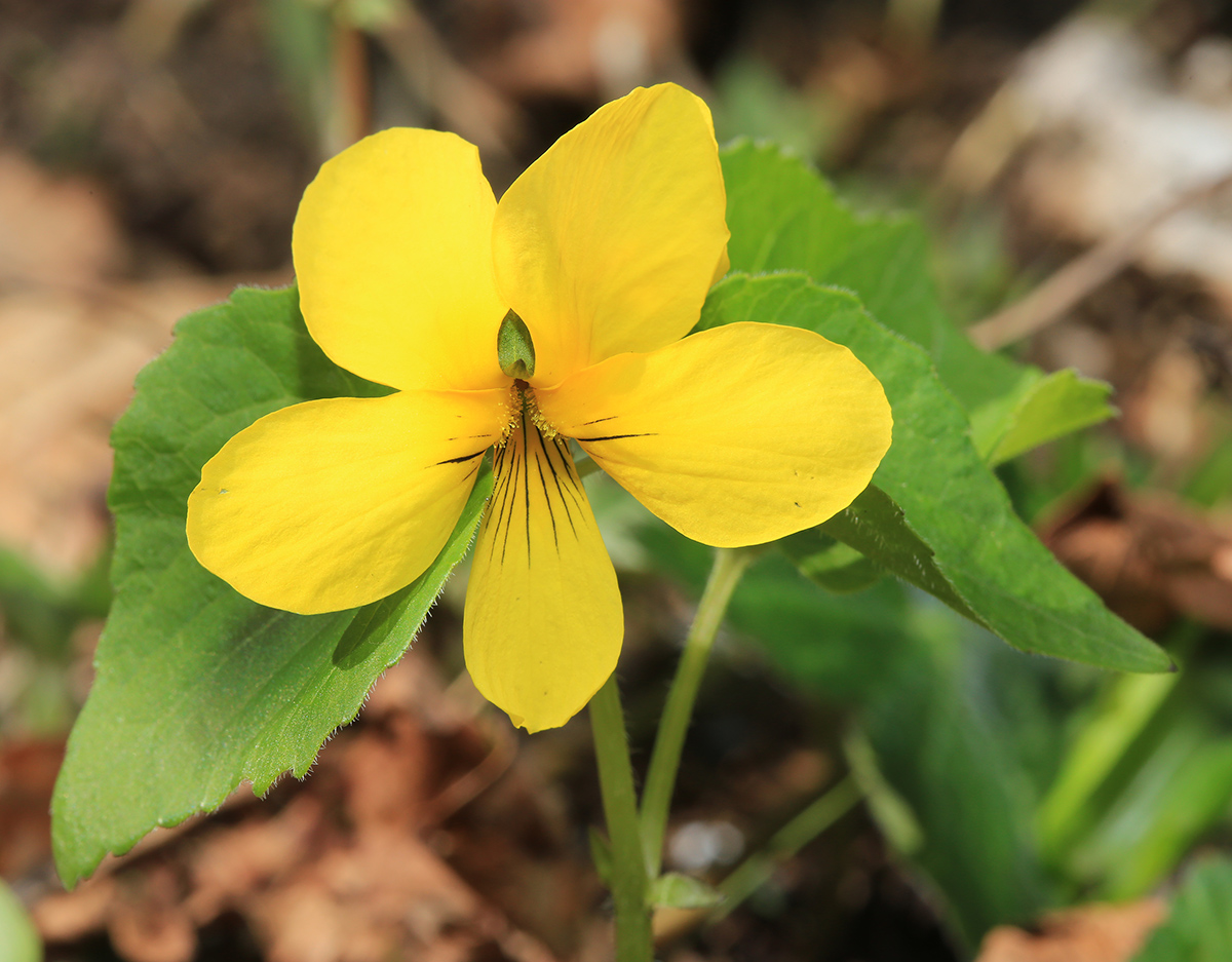 Image of Viola muehldorfii specimen.