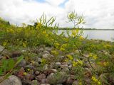 Rorippa sylvestris
