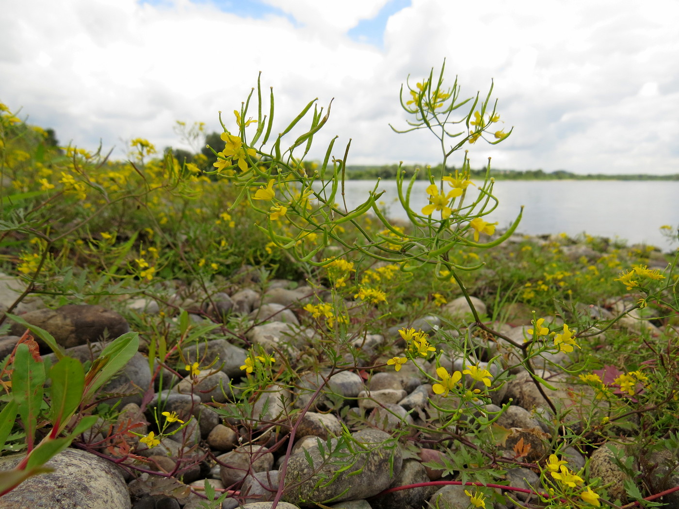 Изображение особи Rorippa sylvestris.