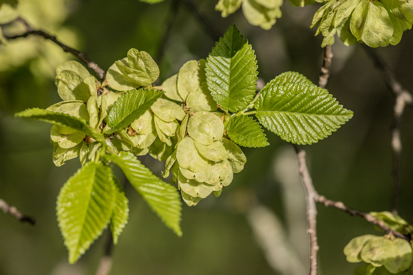 Изображение особи Ulmus minor.