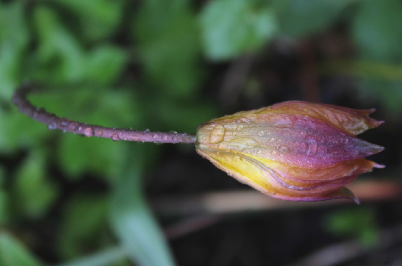 Image of Tulipa riparia specimen.