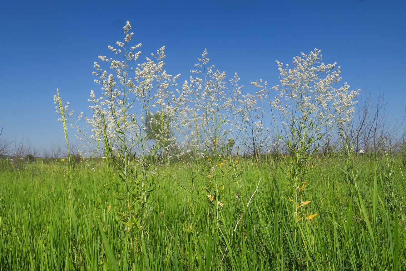 Image of Lepidium latifolium specimen.