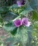 Malva mauritiana