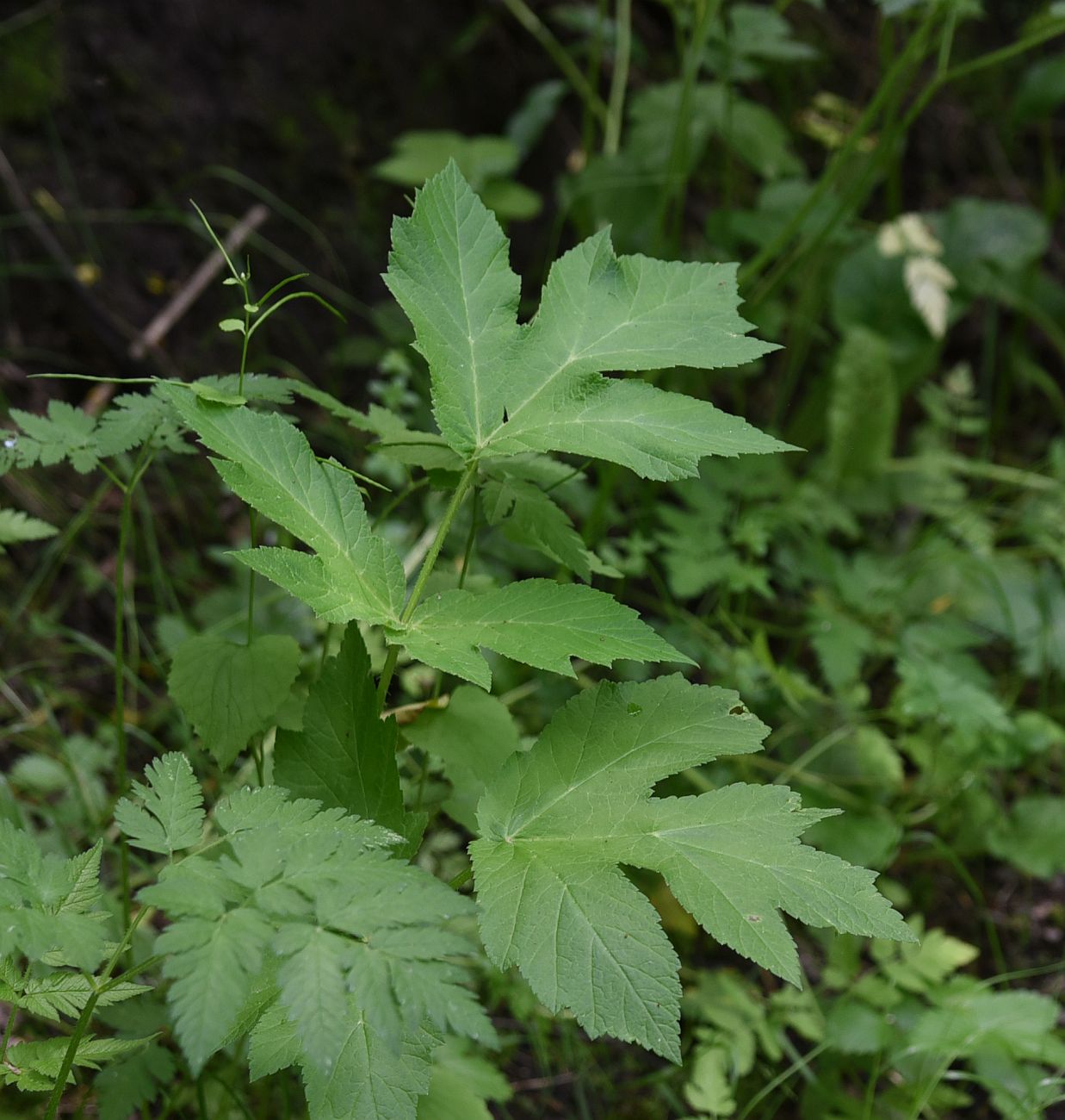 Изображение особи род Heracleum.