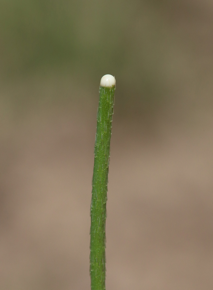 Image of Papaver tichomirovii specimen.